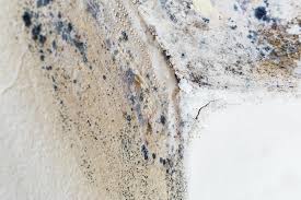 Best Black Mold Removal  in Pine Grove Mills, PA